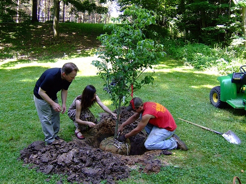 importance of growing trees importance of growing trees