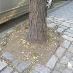 How Root Barriers Came To Be