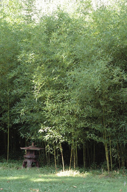 yellow groove & red lantern