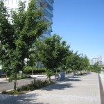 Free With Your Purchase of Silva Cells…