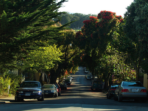 30 year old trees (i)