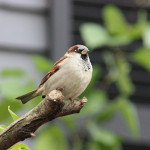 Street Trees That Attract Birds