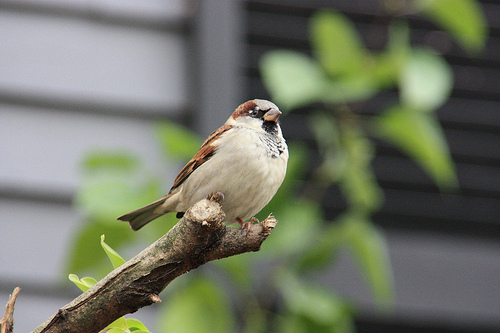 bird perching