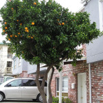 Neighborhood Fruit Brings New Value To Street Trees
