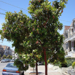 San Francisco Residents Can Give Christmas Trees A Second Life