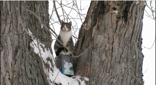 Almond's Tree House