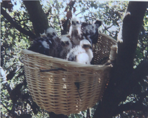 Babies in basket