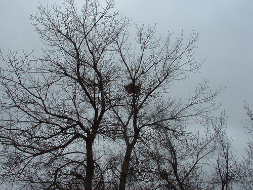 Nests in Trees