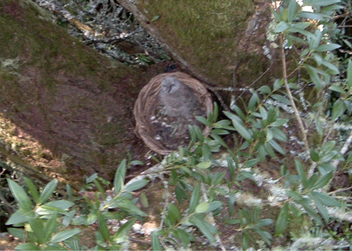 Owl in basket nest
