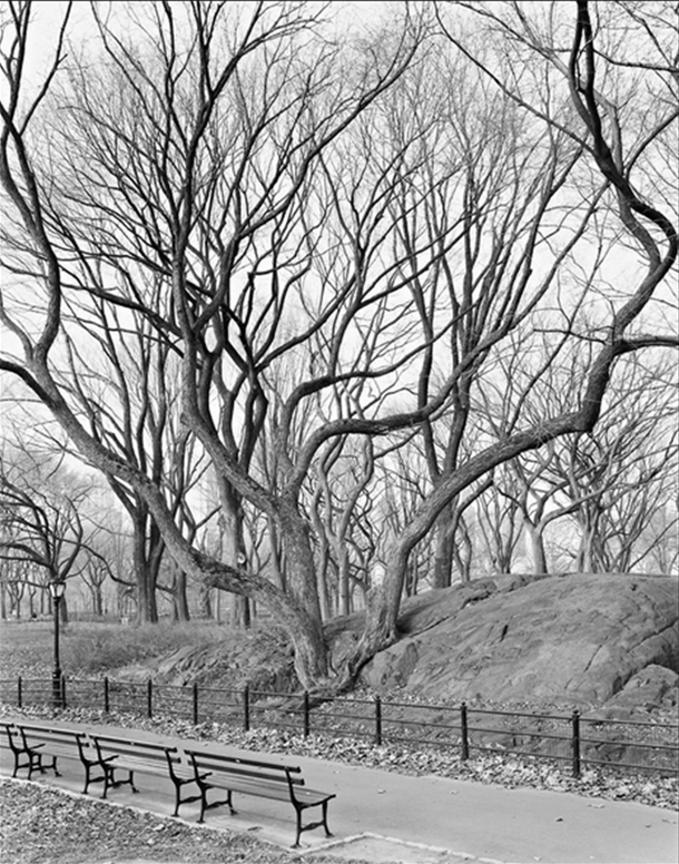 NYTimes Tree - American Elm