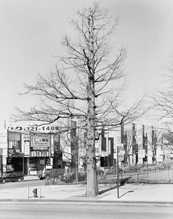 NYTimes Tree - bald cypress