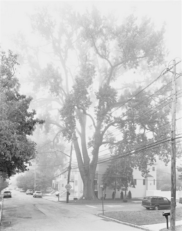 NYTimes Tree - eastern cottonwood