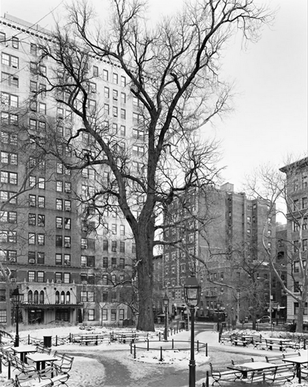 NYTimes Tree - english elm