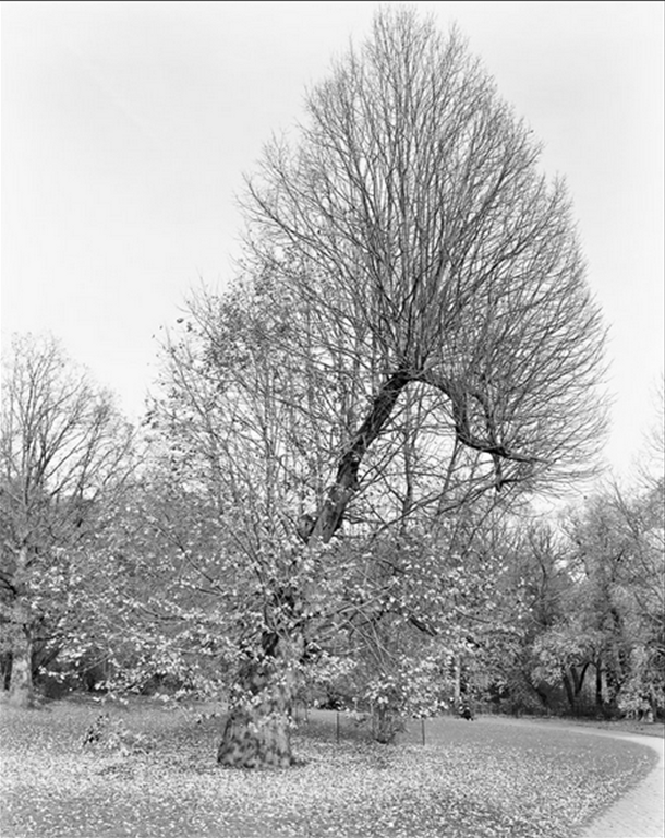 NYTimes Tree - silver linden