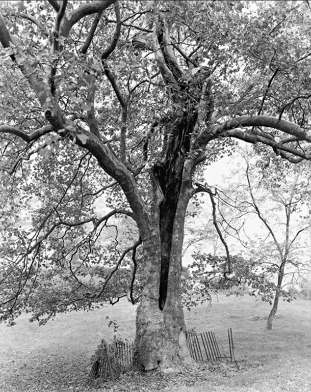 NYTimes Tree - sycamore