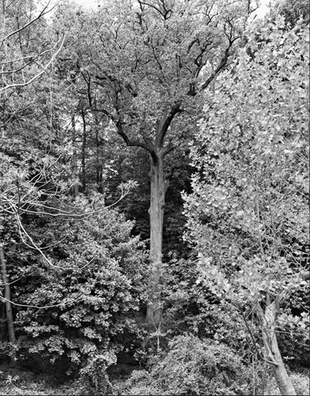 NYTimes Tree - tulip tree