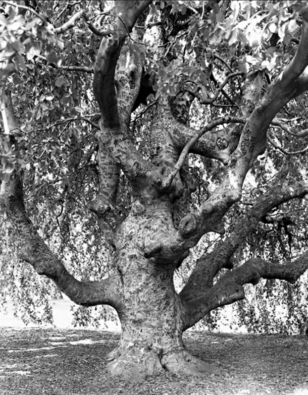 NYTimes Tree - weeping beech botanic