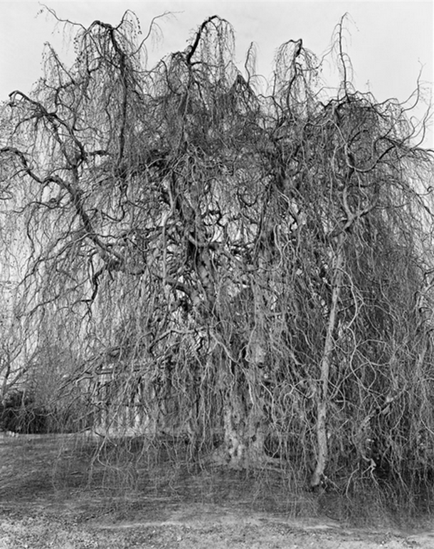 NYTimes Tree - weeping beech
