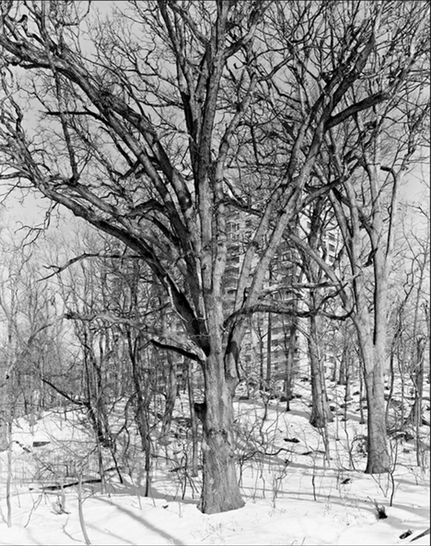 NYTimes Tree - white oak