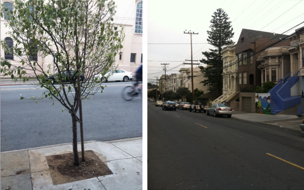 Trees side by side