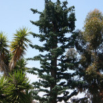 Majestic Cell Phone Towers