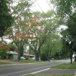 Soil Volume Minimum for Street Trees Established in Oakville, ON