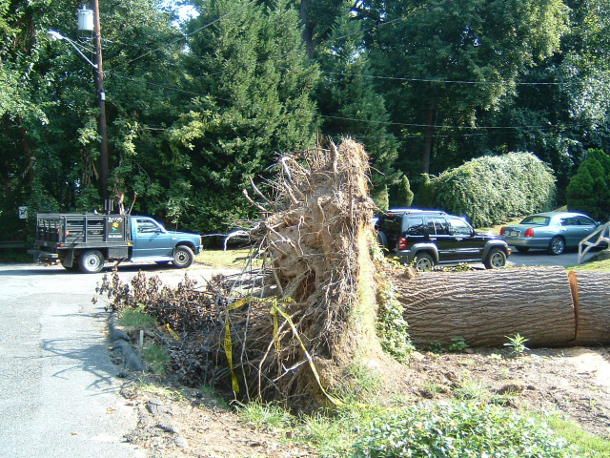 Tree Root Depth Chart