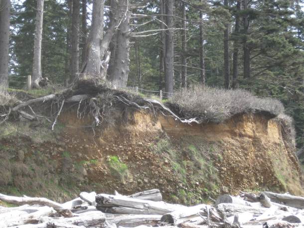 Tree Root Depth Chart