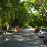 The Role of Trees and Plants in Bioretention