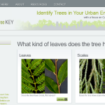 History of the Urban Tree Key