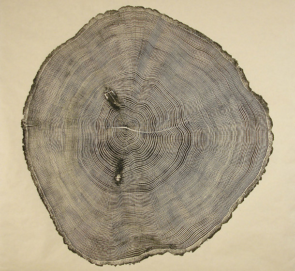 oak tree rings