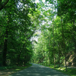 Proper Tree Installation & Maintenance <br><em><i>Making Your Hard Work Count</em></br></i>