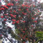 Bioretention and Nutrient Removal <em><br>Part 2: How plants improve dissolved phosphorous retention</em></br>