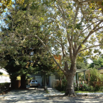 Today, California. Tomorrow, the World <em><br><i>The Future of the Urban Tree Key</i></em></br>