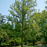 Training You to Train Young Trees