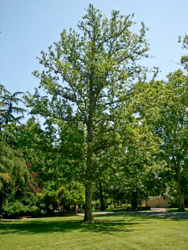 Tree Training - 2