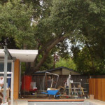 Green Building from the Outside In<em><br><i>Preserving Trees During Construction</em></br></i>