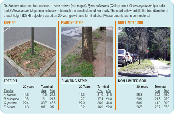 Tree Canopy Size Chart