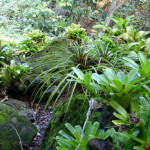 Kaua’i: Where a Plant Nerd Vacations