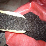 Why Did We Use That Plastic?