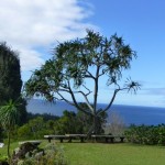 Impressive Tropical Trees from a Visit to Kaua’i