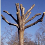 A Tree Needs Pruning Like a Fish Needs A Bicycle