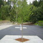 Washington State Department of Ecology: Silva Cell Functionally Equivalent to a Bioretention Facility