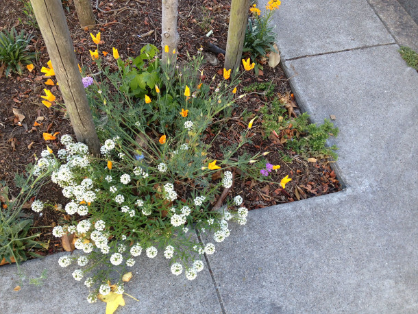 1 alyssum & CA poppy