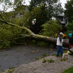 Q & A: Tree Stability in Urban Areas