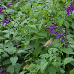 Souvlaki Coyote and Other Tales of Urban Wildlife