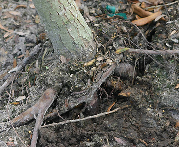 Girdling root Girdling root