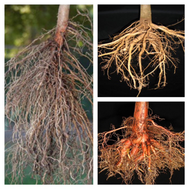 Well-developed root systems Well-developed root systems