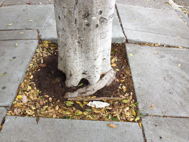 A circling root can turns in to a girdling root A circling root can turns in to a girdling root