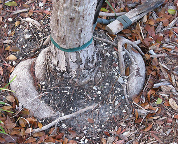 These roots are not correctable These roots are not correctable